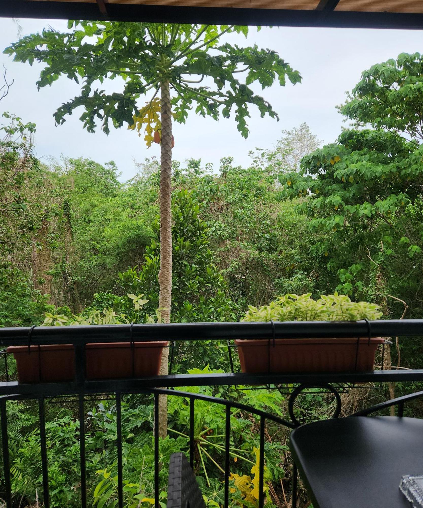 Condo Azur Suites B316 Near Airport, Netflix, Stylish, Cozy With Swimming Pool Lapu-Lapu City Exteriör bild